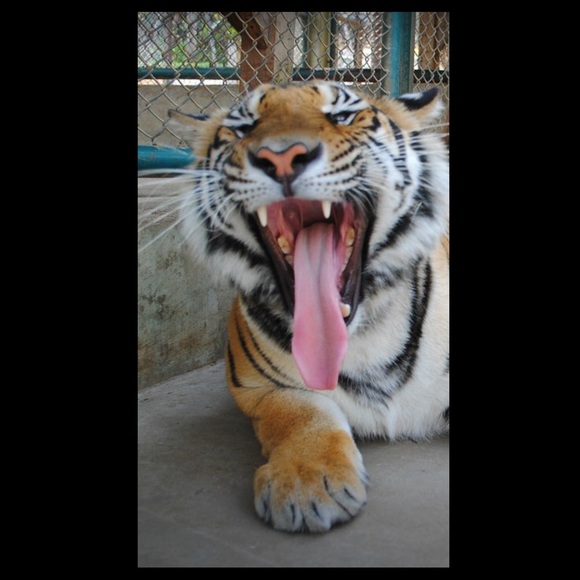 BUNDLE TAMER   ❤️🐯 - Picture 6 of 8